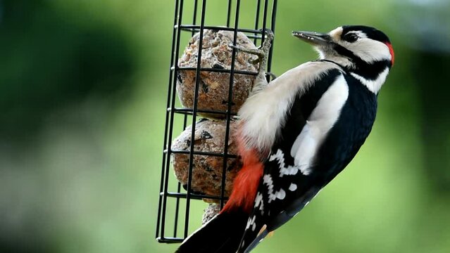 Great spotted woodpecker (Dendrocopos major) eats tit dumplings