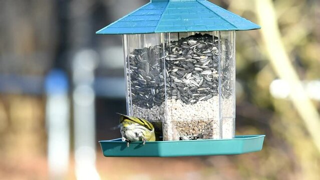 Feeding the songbirds, eurasian siskin (Spinus spinus) eats peanuts and sunflower seeds