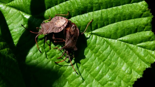 Dock Leaf Bug, Dock Bug (Coreus marginatus), courtship and copulation time