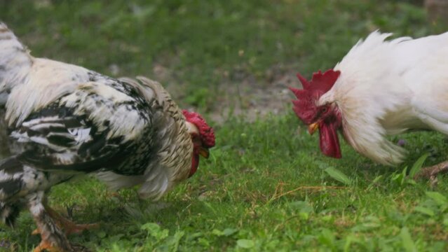 Two roosters are fighting for leadership positions. power struggle