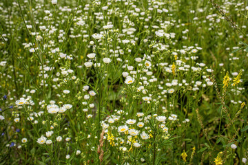 Chamomile flowers growing on the meadow.