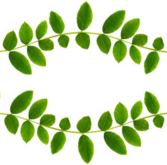 Fresh green leaves of Siberian peashrub in waved frame isolated on white or transparent background