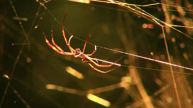 A golden silk orb-weaver spider spins a web in the rainforest. The spider's silk is yellow and shines like gold in the sunlight