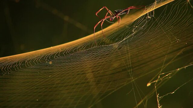 A golden silk orb-weaver spider spins a web. The spider's silk is yellow and shines like gold in the sunlight. The spider carefully constructs the web, using its silk to create a strong structure. 