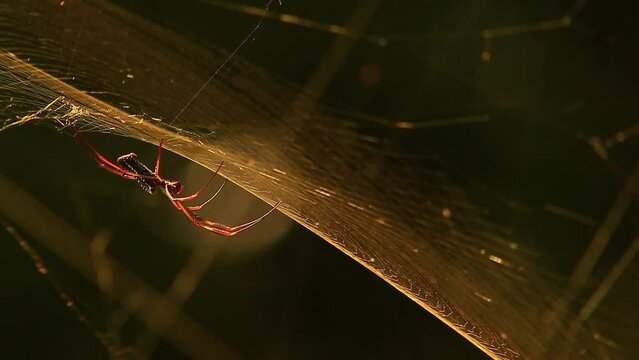 A golden silk orb-weaver spider weaves its web with skill and grace in this mesmerizing footage