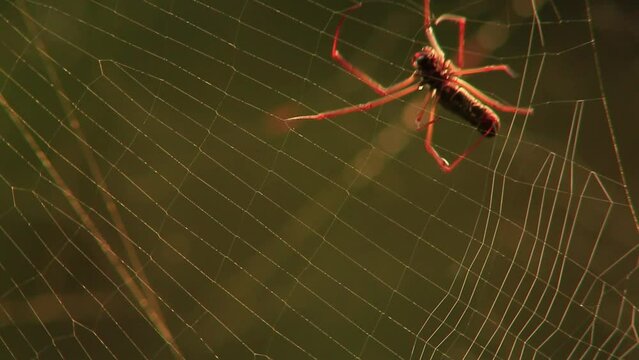 A golden silk orb-weaver spider skillfully spins its intricate web in this stunning footage