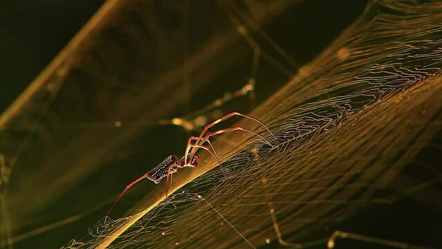A golden silk orb-weaver spider sits patiently on its web, which is blowing lightly in the wind. The spider's silk is a beautiful golden color, and it catches the light of the sun.