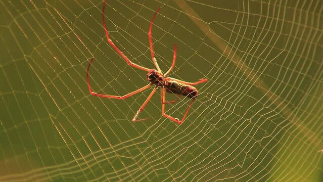 A golden silk orb-weaver spider carefully constructs a web in the rainforest. The spider's silk is strong and sticky, and it will be used to catch insects.