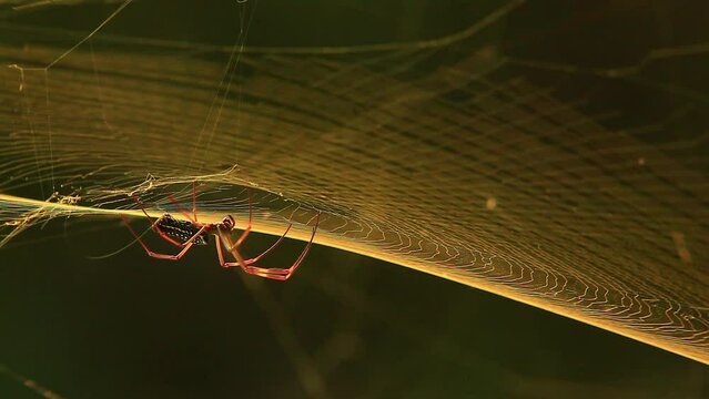 This footage captures the intricate and delicate process of a golden silk orb-weaver spider spinning its web