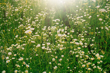 Chamomile flowers growing on the meadow.