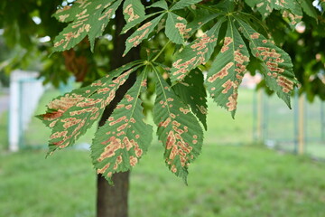 Chestnut moth is a threat to chestnut plantations in Ukraine, green chestnut leaves with rusty...