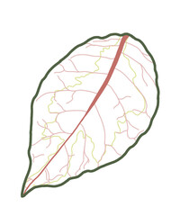 cabbage isolated on white