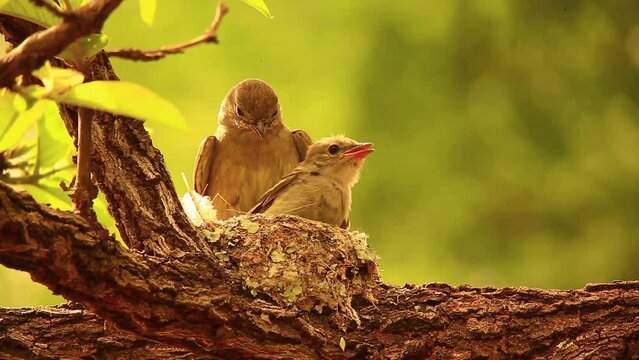 Baby bird learning to fly from a nest in a tree, while momma bird watches