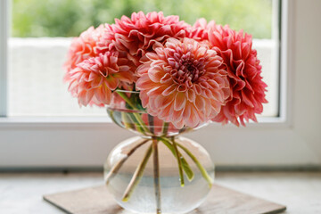 Bright pink dahlias in tall glass vase by window
