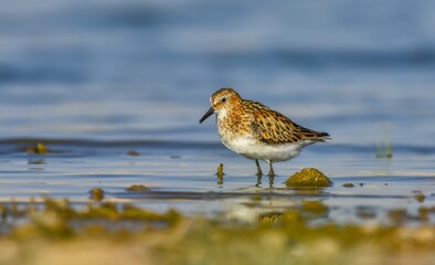 Little Stint (Calidris minuta) is is a wetland bird that lives in the northern parts of the European and Asian continents. It feeds in swampy areas.