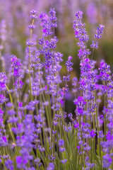 Fototapeta premium Purple lavender flower field close-up