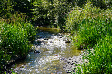 stream in the forest