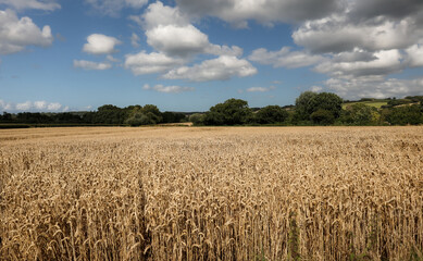 Ripe wheat field in Somerset, Exmoor National Park, England, ready to be harvested.