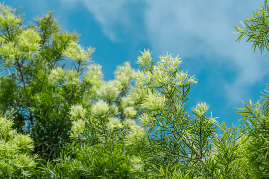 Afrocarpus falcatus (Podocarpus falcatus) is a species of tree in the family Podocarpaceae. common yellowwood, bastard yellowwood, outeniqua yellowwood. Pa Alii St, Mountain View, Big island Hawaii