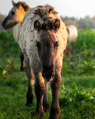 Upfront wild konik horse © Bryan