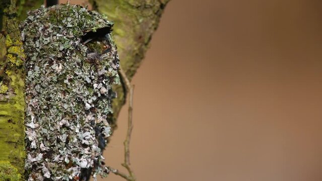 Long-tailed tit (Aegithalos caudatus) building a nest, approaching the nest, adults carrying nesting material into the nest for interior finishing, Naturpark Flusslandschaft Peenetal