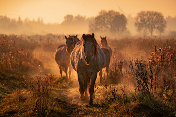Horses in the fog © Bryan