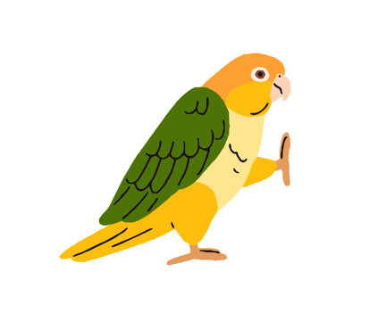 Funny caique, tropical bird. Cute white-bellied yellow-headed parrot. Amusing exotic green-winged birdie going, walking, stepping with raised leg, paw. Flat vector illustration isolated on background