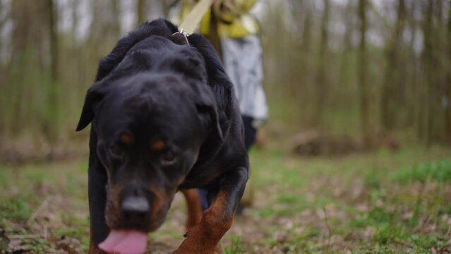 Curious dog walking in forest pulling young Caucasian woman holding leash. Portrait of active purebred pet enjoying leisure travelling with female tourist outdoors