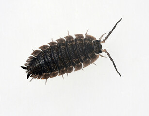 Porcellio scaber