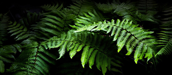 Green leaves fern tropical rainforest foliage plant on black background