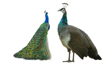  male and female peacock standing isolated on white background