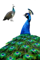 Fototapeta premium male and female peacock standing isolated on white background