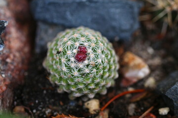 Pediocactus knoweltonii kaktus