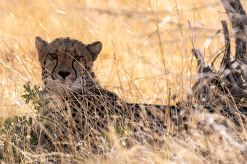 Telephoto show of a cheeta hiding in the bushes in Etosha National Park, Namibia.