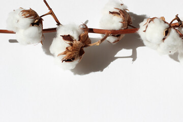 Cotton Flowers Branch on White Background. 