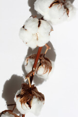 Cotton Flowers. Minimal Floral Design.