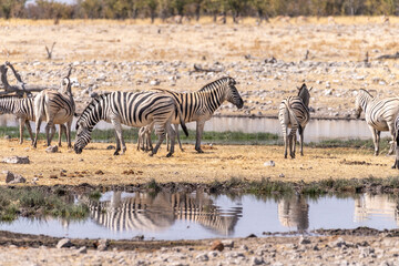 Fototapeta na wymiar Telephoto shot oa a group of zebras standing near a waterhole in Namibia.
