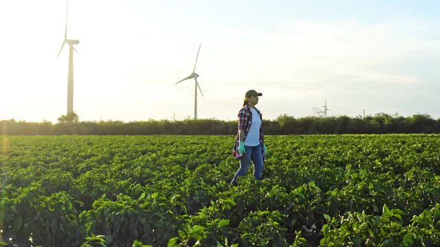Beds planted between wind turbines, green energy. farmer woman walking between the beds pepper crop in the field at sunset. farmer works in lifestyle a field with plants at sunset. 360 degree panorama