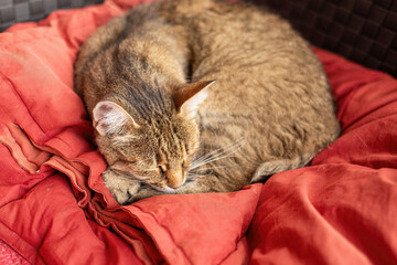 Cat relaxing on the terrace in summer.