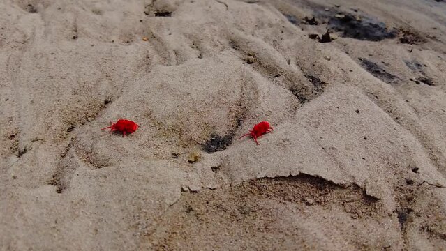Two Red Velvet Mites And Ant Walking On Wet Sandy Soil - cinematic close up, slow mo