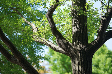 Green leaves of trees in the sun in the park on a sunny day