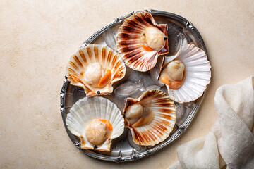 Raw fresh scallops in the shell served on a plate with ice, ready to be cooked, light background.