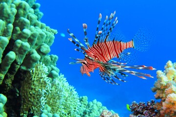 Fototapeta na wymiar Red lionfish swimming on the coral reef. Dangerous fish and corals. Scuba diving with tropical marine life. Predator fish portrait, vivid blue ocean. Aquatic wildlife, travel photo.