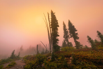 Sunrise on Mount Rainier National Park pine and fir tree hilltop with autumn foliage bushes on a foggy morning in Washington State, USA