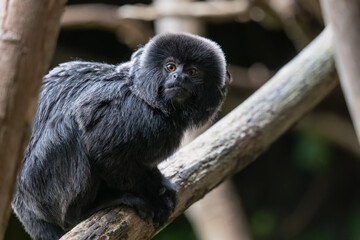 Goeldi Monkey On Tree Branch