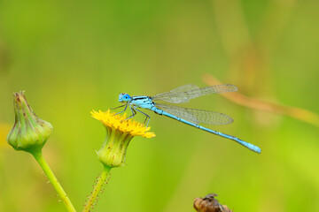 A damselfly on a blade of grass