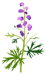 Aconite flower in blossom, wildflower or grass