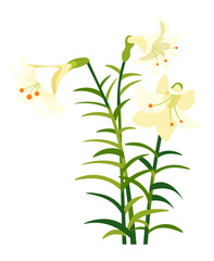 Fototapeta na wymiar Lily flower with petals and foliage, spring blossom