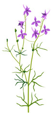 Fototapeta na wymiar Delphinium flower, aromatic matthiola blossom