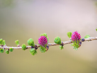 Larch tree fresh pink cones blossom at spring on nature background - obrazy, fototapety, plakaty